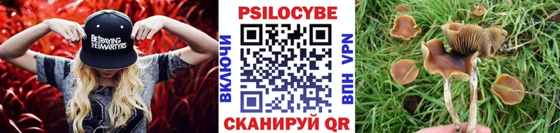 blacksprut   Гудермес  Галлюциногенные грибы Psilocybine cubensis 